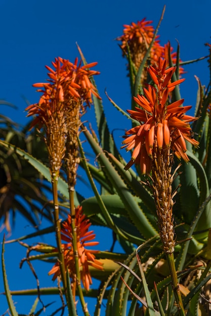 Photo close-up of orange flowering plants against sky