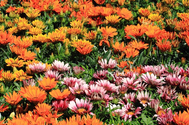 Close-up of orange flowering plants on field