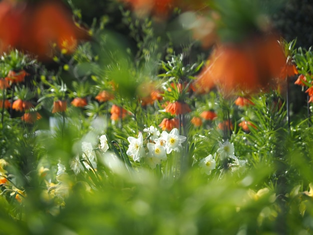 Close-up of orange flowering plants on field