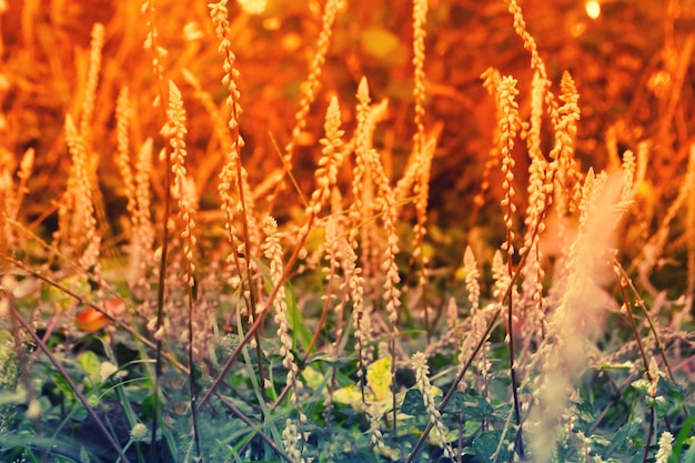 Photo close-up of orange flowering plants on field