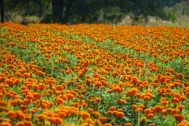 Close-up of orange flowering plants on land