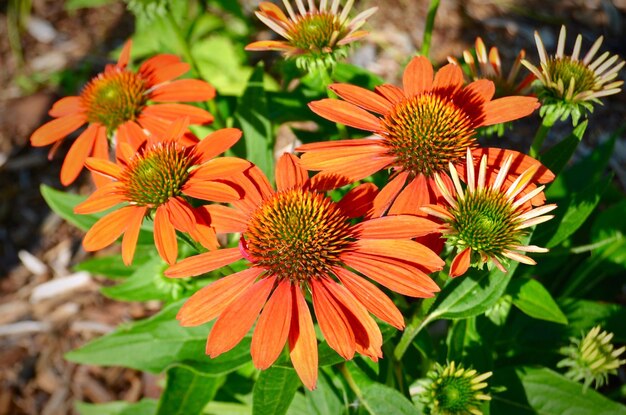 Close-up of orange flowering plants in park