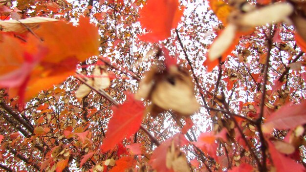 Photo close-up of orange flowering plants on tree during autumn