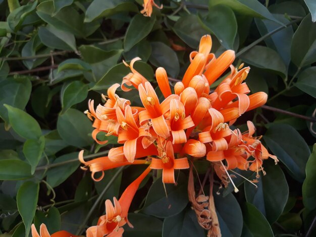 Close-up of orange flowering plants