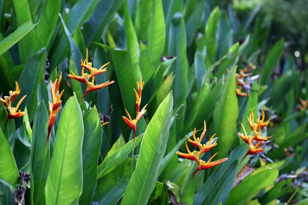 Close-up of orange flowering plants