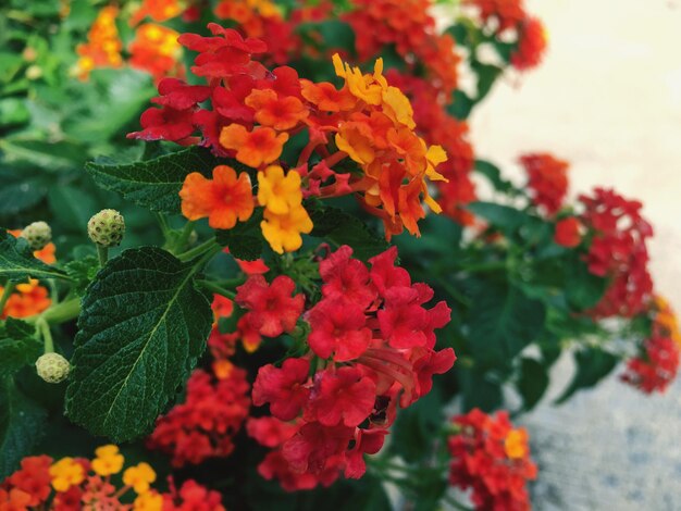 Photo close-up of orange flowering plants