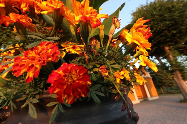 Close-up of orange flowering plants