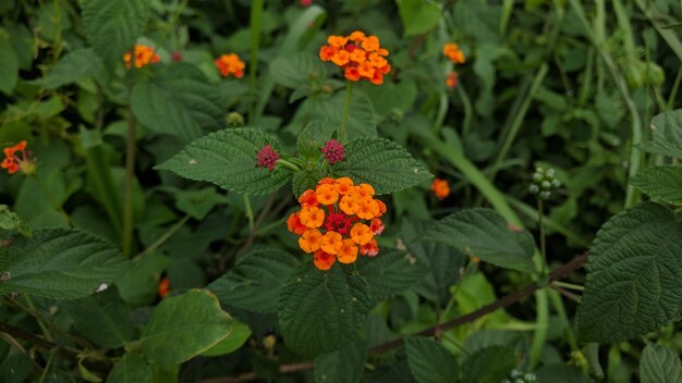 オレンジの花をかせる植物のクローズアップ