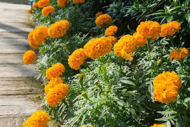 Close-up of orange flowering plants