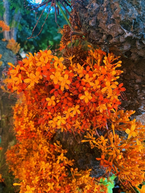 Photo close-up of orange flowering plants