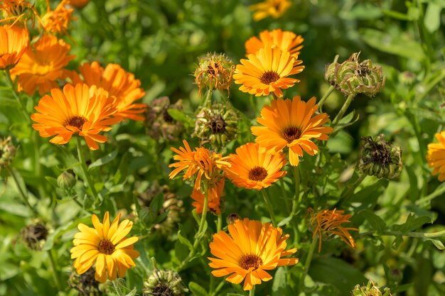 Close-up of orange flowering plants