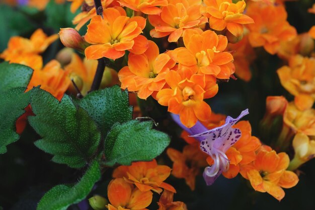 Close-up of orange flowering plants