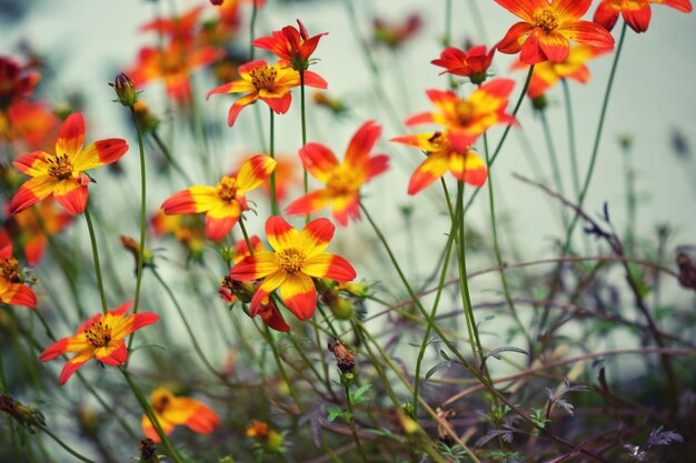 Photo close-up of orange flowering plants