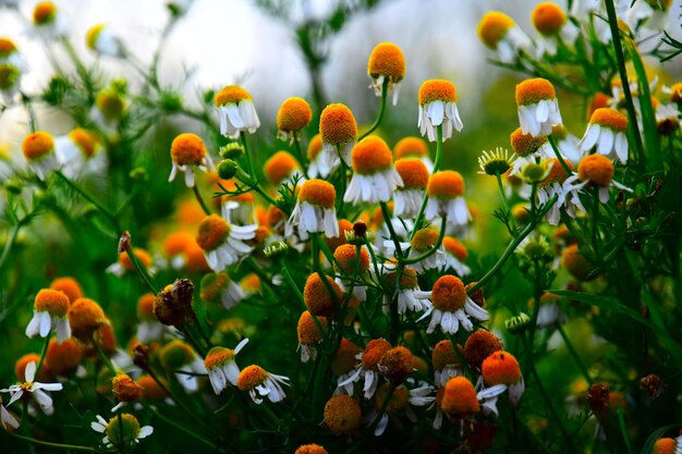 Close-up of orange flowering plants