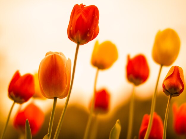 Close-up of orange flowers against blurred background