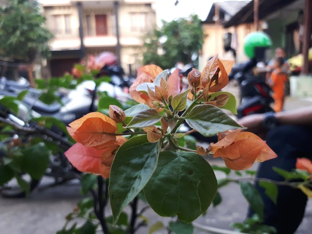 Foto close-up di fiori d'arancia in fiore in città