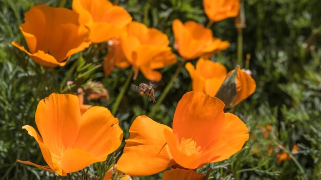 Close-up of orange flowers blooming in field