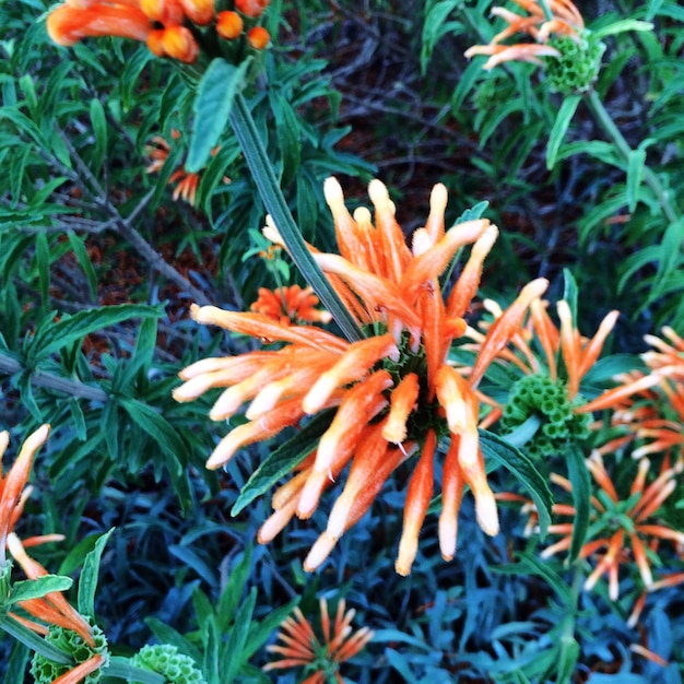 Foto close-up di fiori d'arancia che fioriscono sul campo