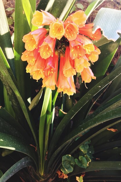 Close-up of orange flowers blooming outdoors