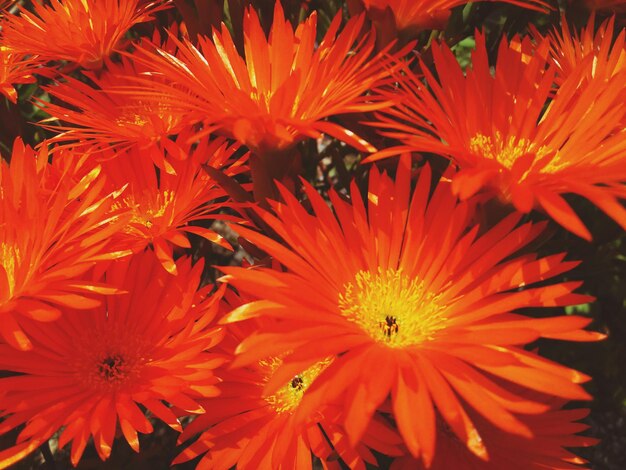 Close-up of orange flowers blooming outdoors