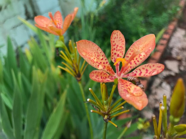 Close-up of orange flowers blooming outdoors