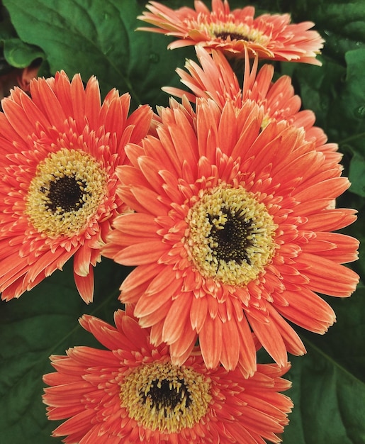 Photo close-up of orange flowers blooming outdoors