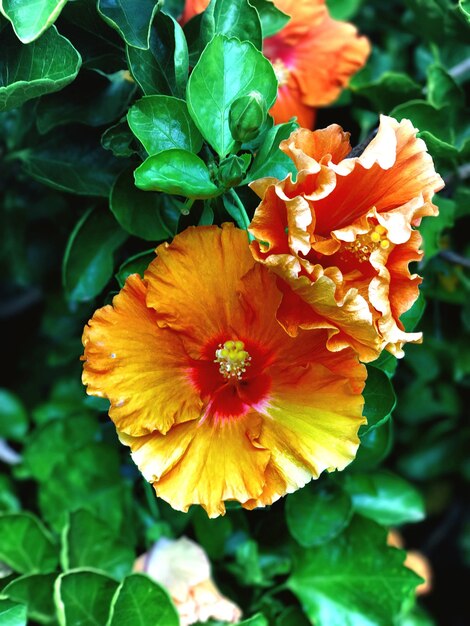 Close-up of orange flowers blooming outdoors