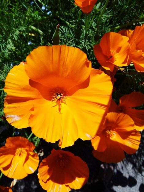 Close-up of orange flowers blooming outdoors