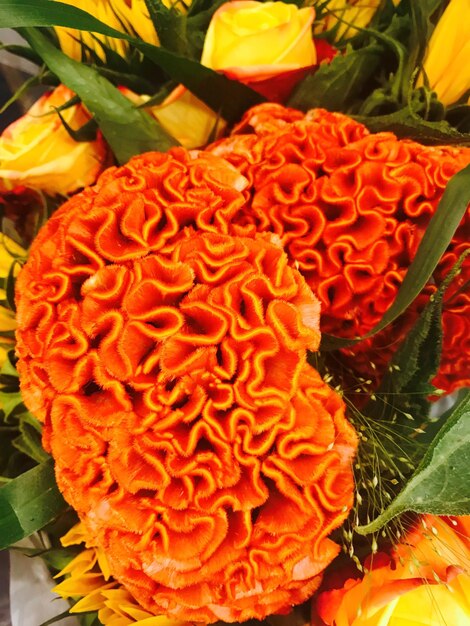 Close-up of orange flowers blooming outdoors