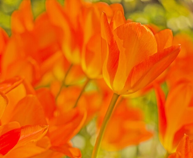 Close-up of orange flowers blooming outdoors