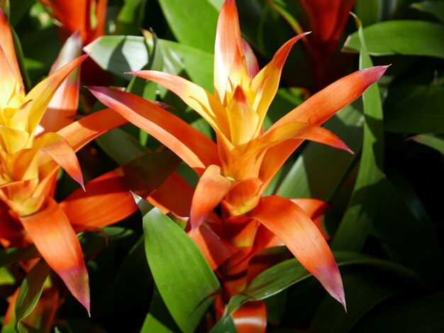 Close-up of orange flowers blooming outdoors