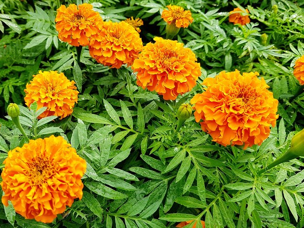 Close-up of orange flowers blooming outdoors