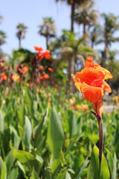 Photo close-up of orange flowers blooming outdoors