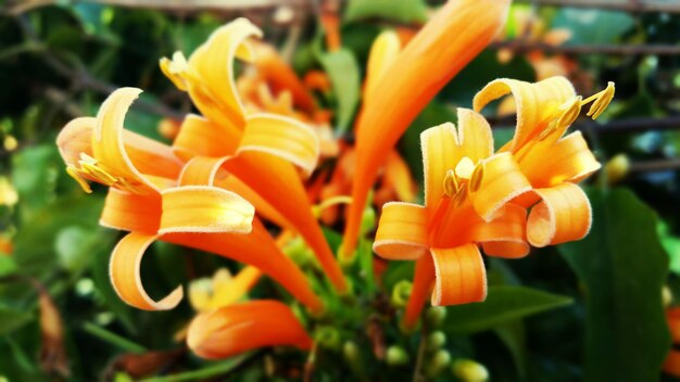 Close-up of orange flowers blooming outdoors