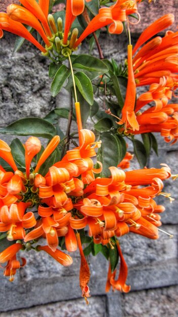 Close-up of orange flowers blooming outdoors