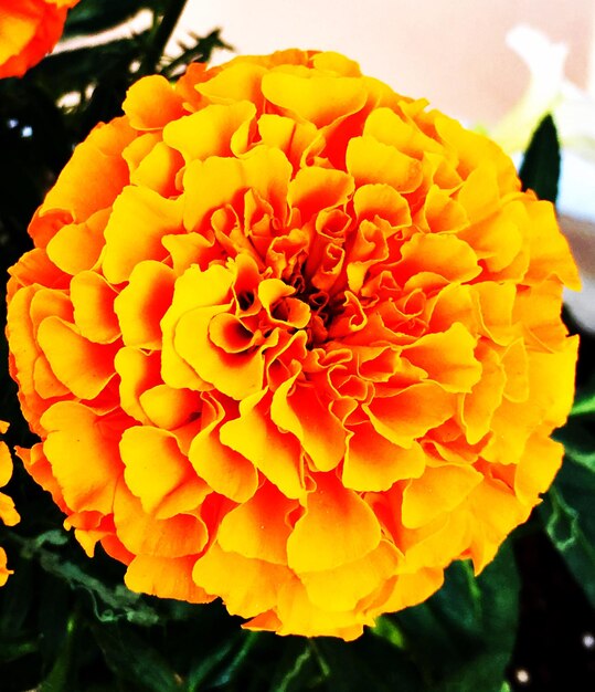 Close-up of orange flowers blooming outdoors