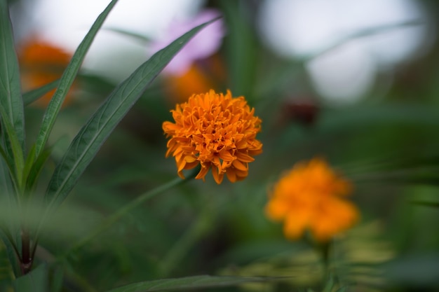 外で ⁇ いているオレンジの花のクローズアップ