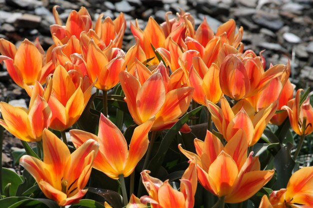 Close-up of orange flowers blooming outdoors