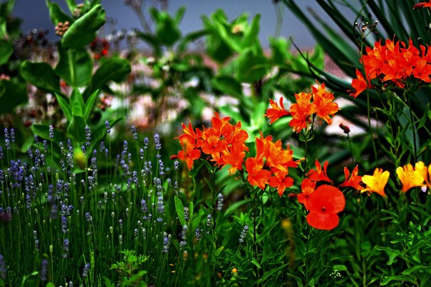 Close-up of orange flowers blooming outdoors