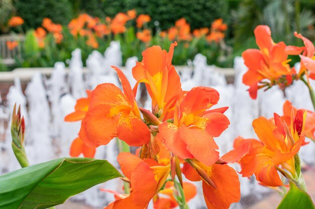 Close-up of orange flowers blooming outdoors