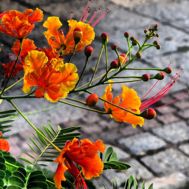 Close-up of orange flowers blooming outdoors