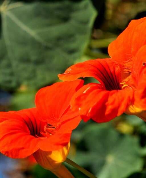 Close-up of orange flowers blooming outdoors