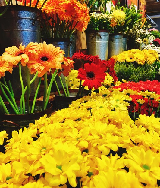 Close-up of orange flowers blooming outdoors