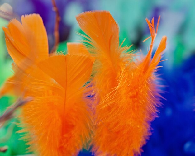 Close-up of orange flowers blooming outdoors