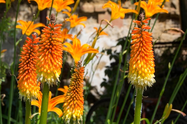 Close-up of orange flowers blooming outdoors