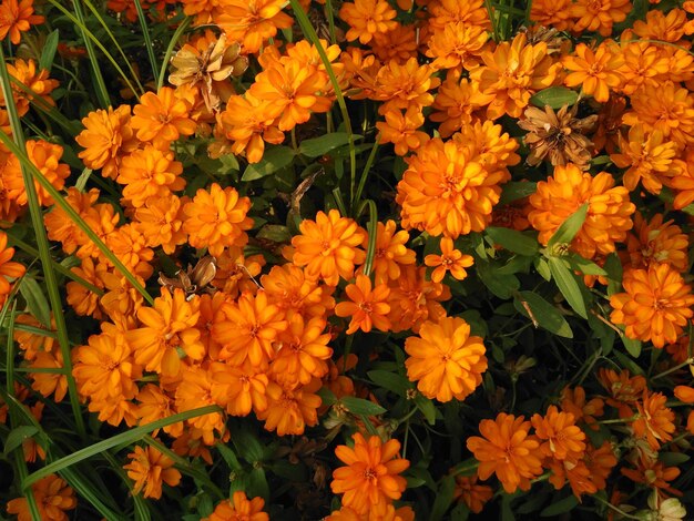 Close-up of orange flowers blooming outdoors