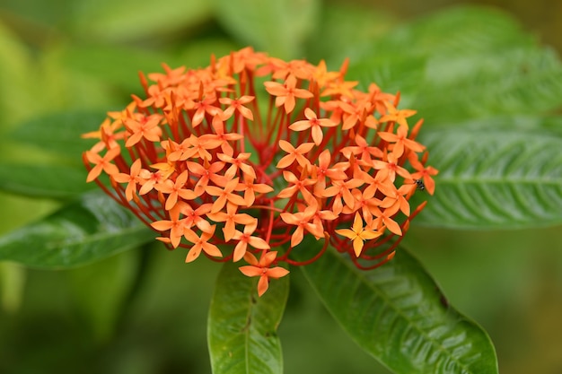 Close-up of orange flowers blooming outdoors