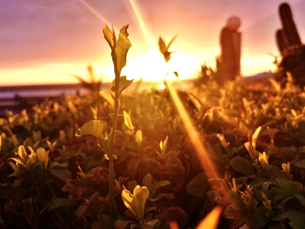 Close-up of orange flowers on field during sunset