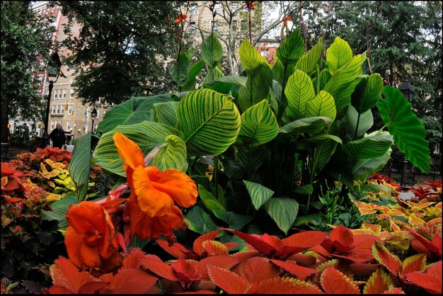 Close-up of orange flowers growing in garden