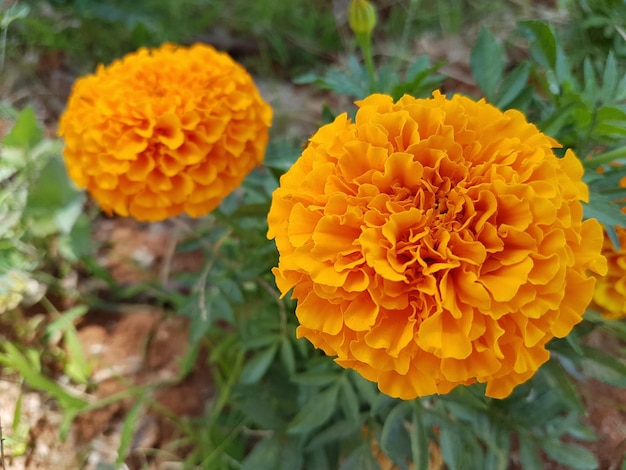 公園で育つオレンジの花のクローズアップ